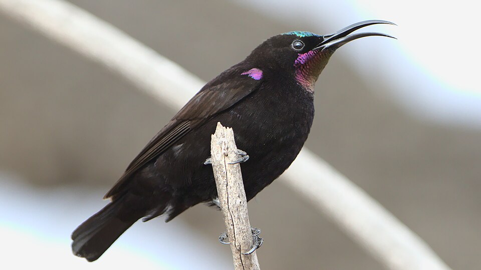 Amethyst Sunbird