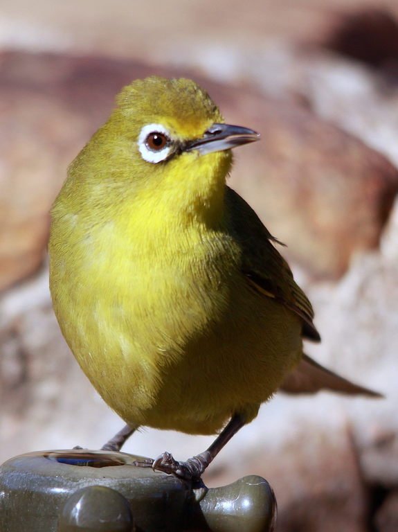 Cape White-eye