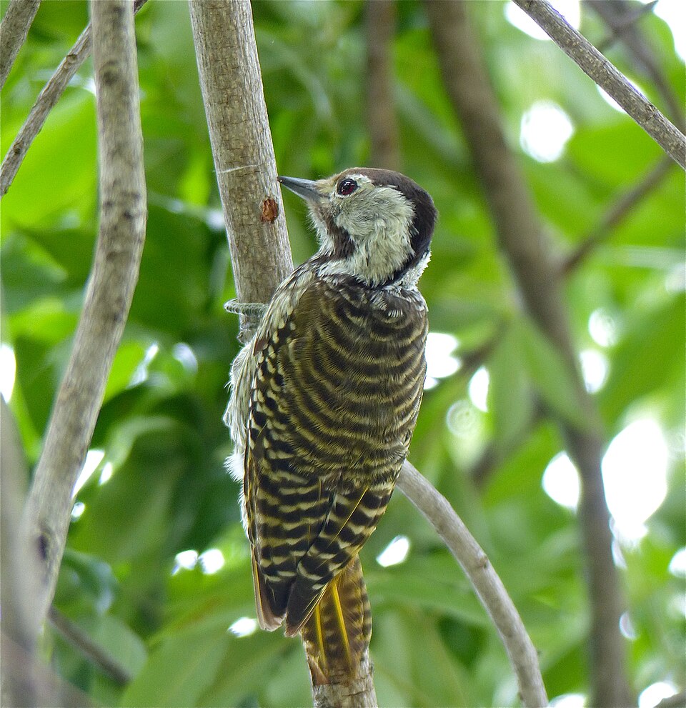 Cardinal Woodpecker