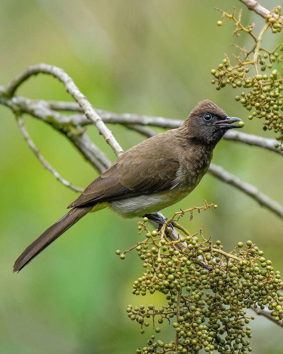 Dark-capped Bulbul