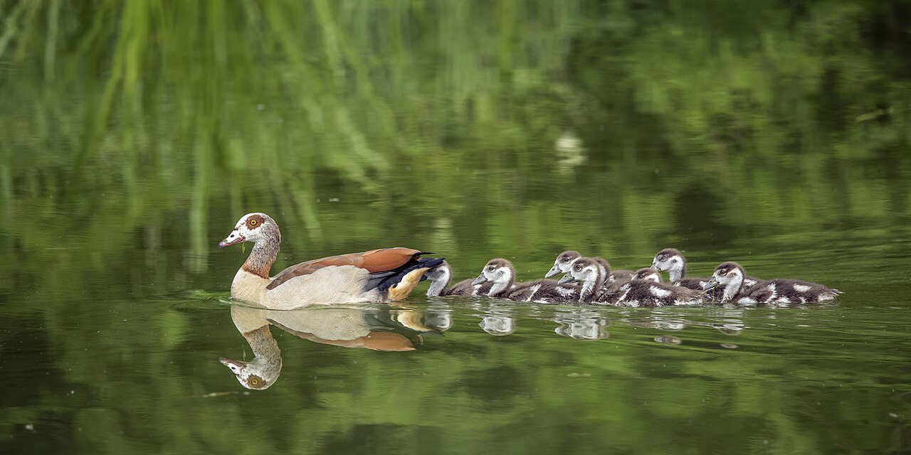 Egyptian Goose (young)