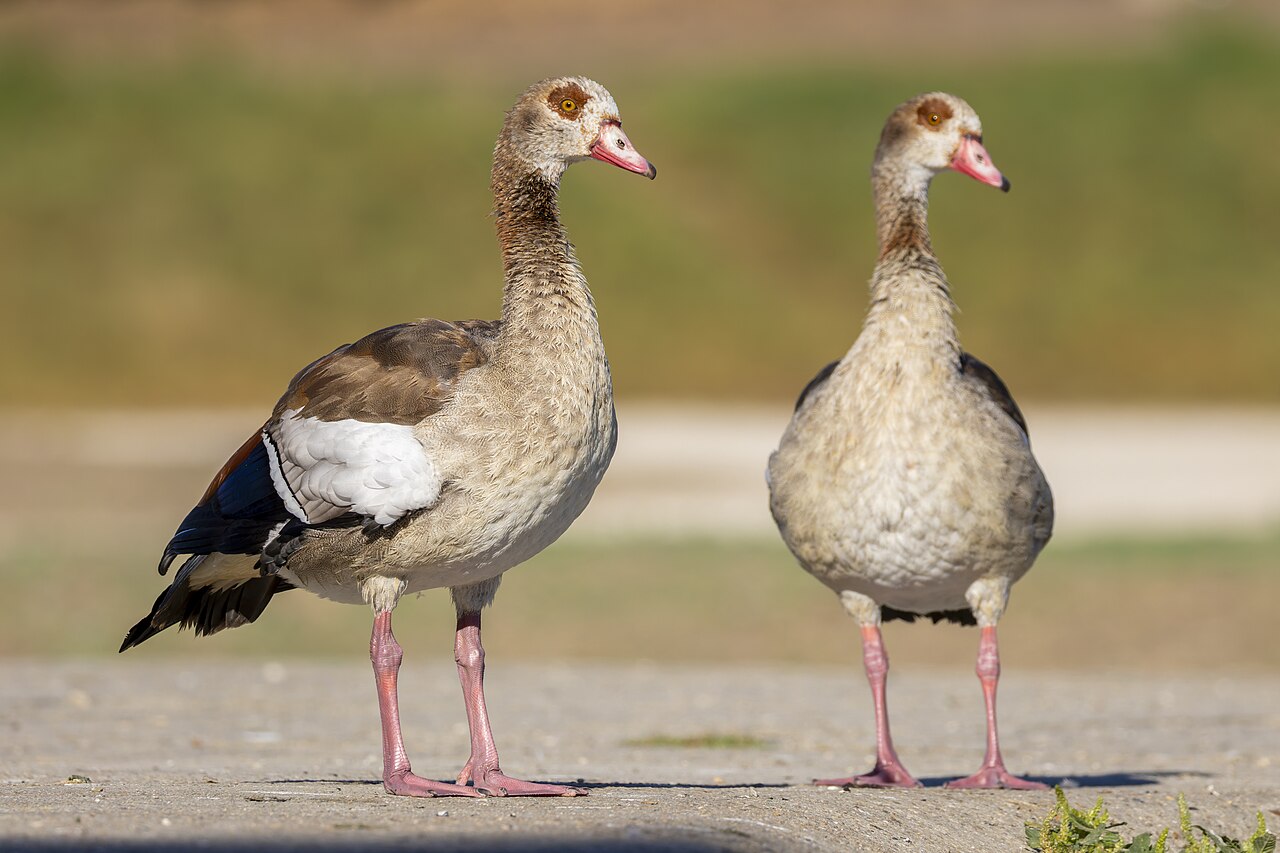 Egyptian Goose