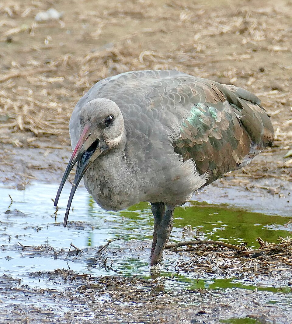 Hadeda Ibis