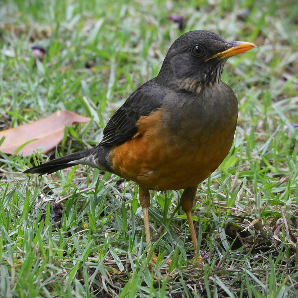 Olive Thrush