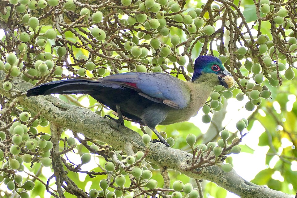 Purple-crested Turaco
