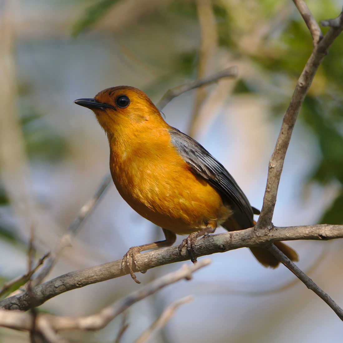Red-capped Robin-Chat