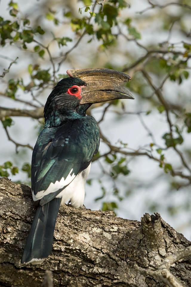 Trumpeter Hornbill