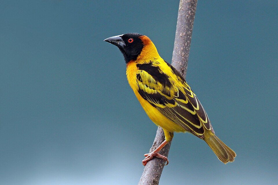 Village Weaver