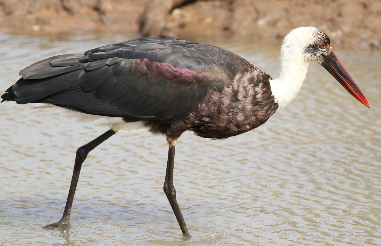 Woolly-necked Stork