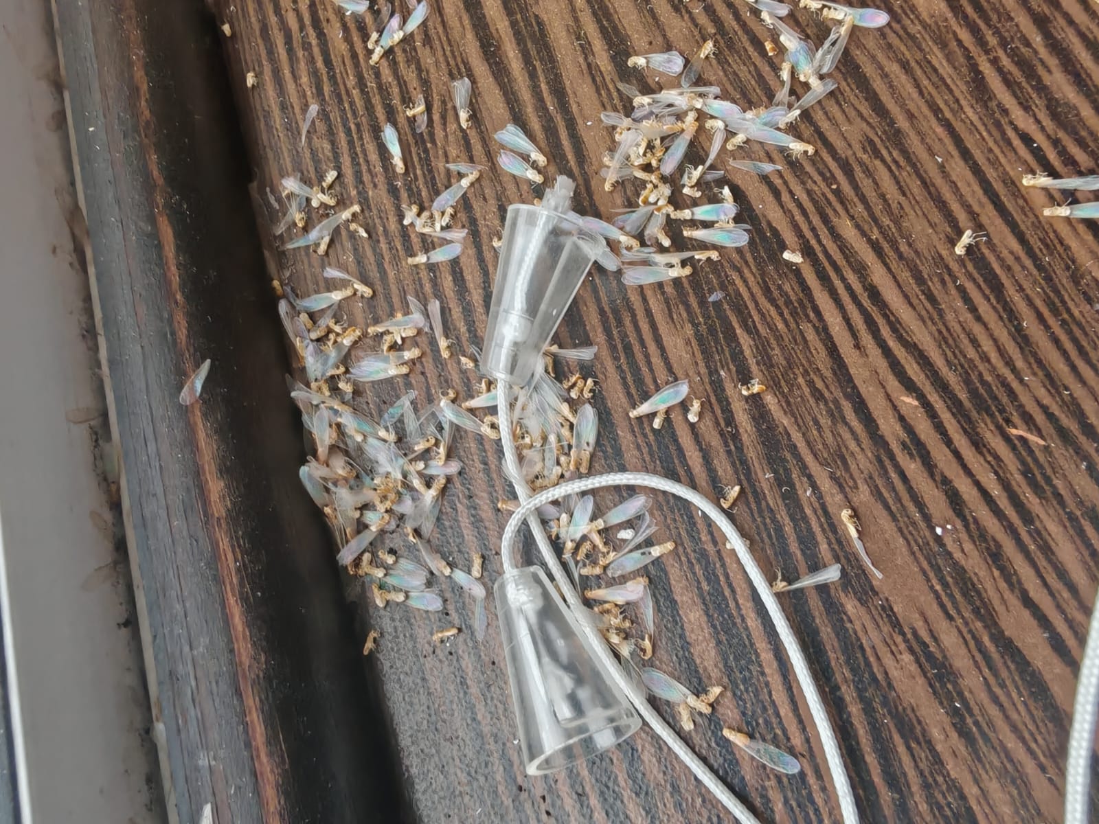 Professional Pest Control Kzn, photo 2 of 10