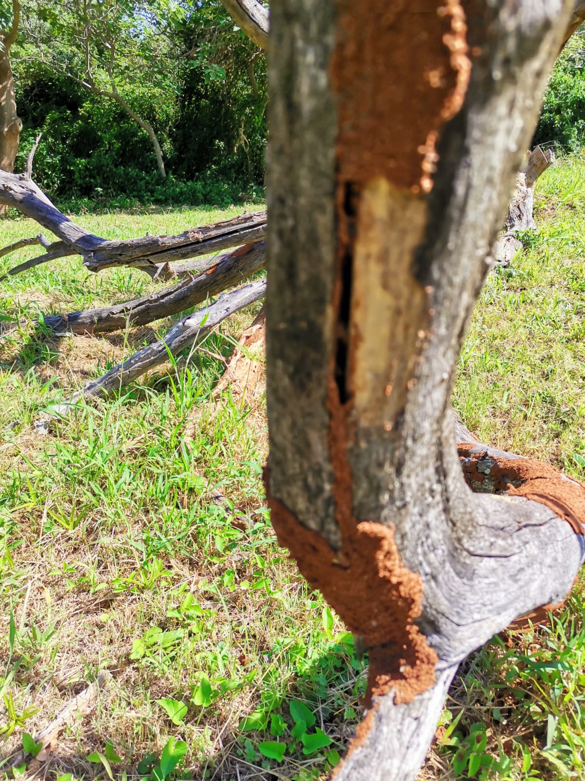 Professional Pest Control Kzn, photo 10 of 10