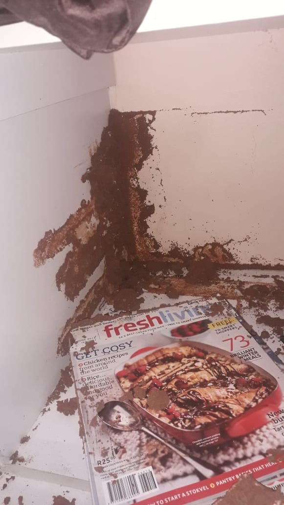 Professional Pest Control Kzn, photo 7 of 10