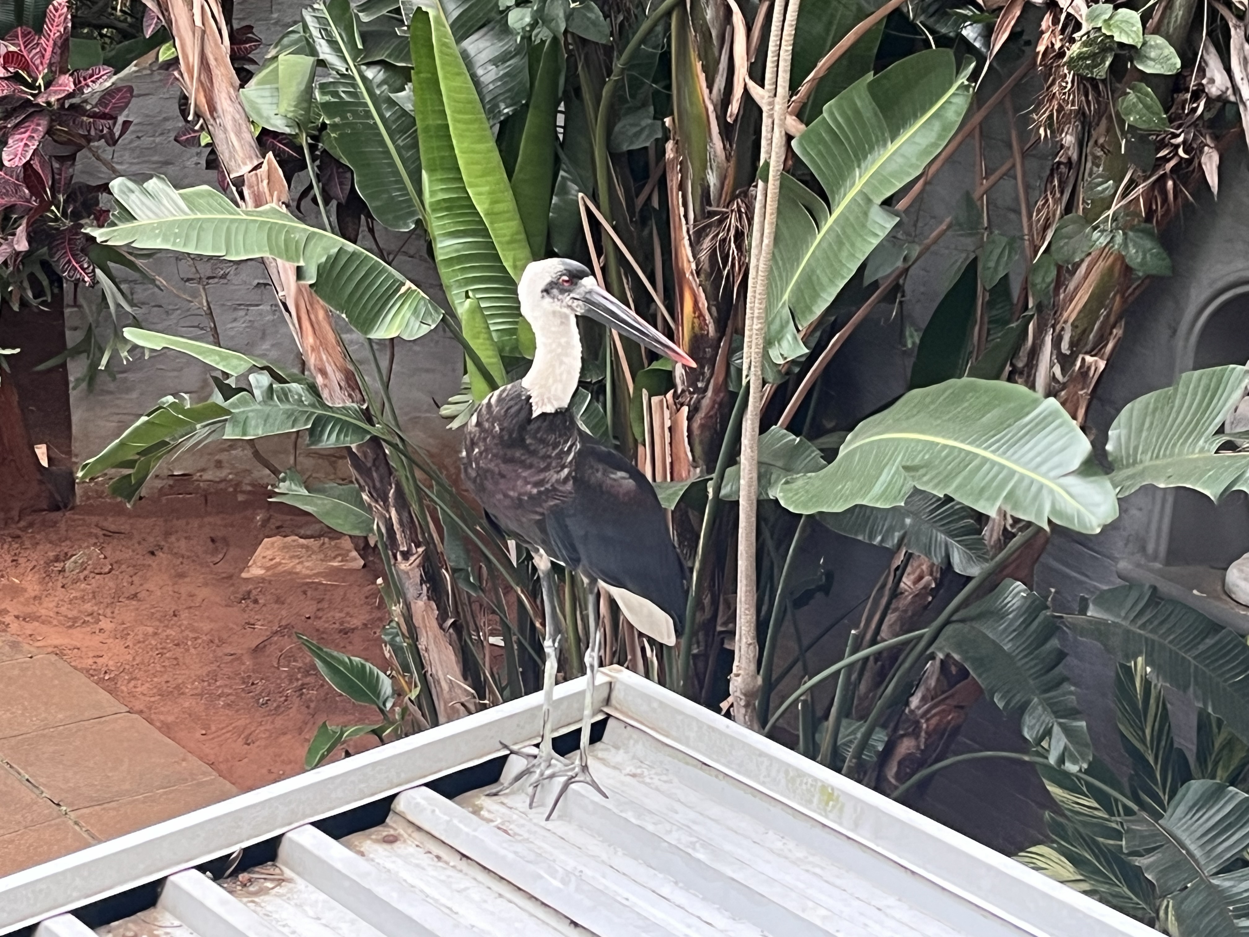 Woolly-necked Stork, photo 1 of 4