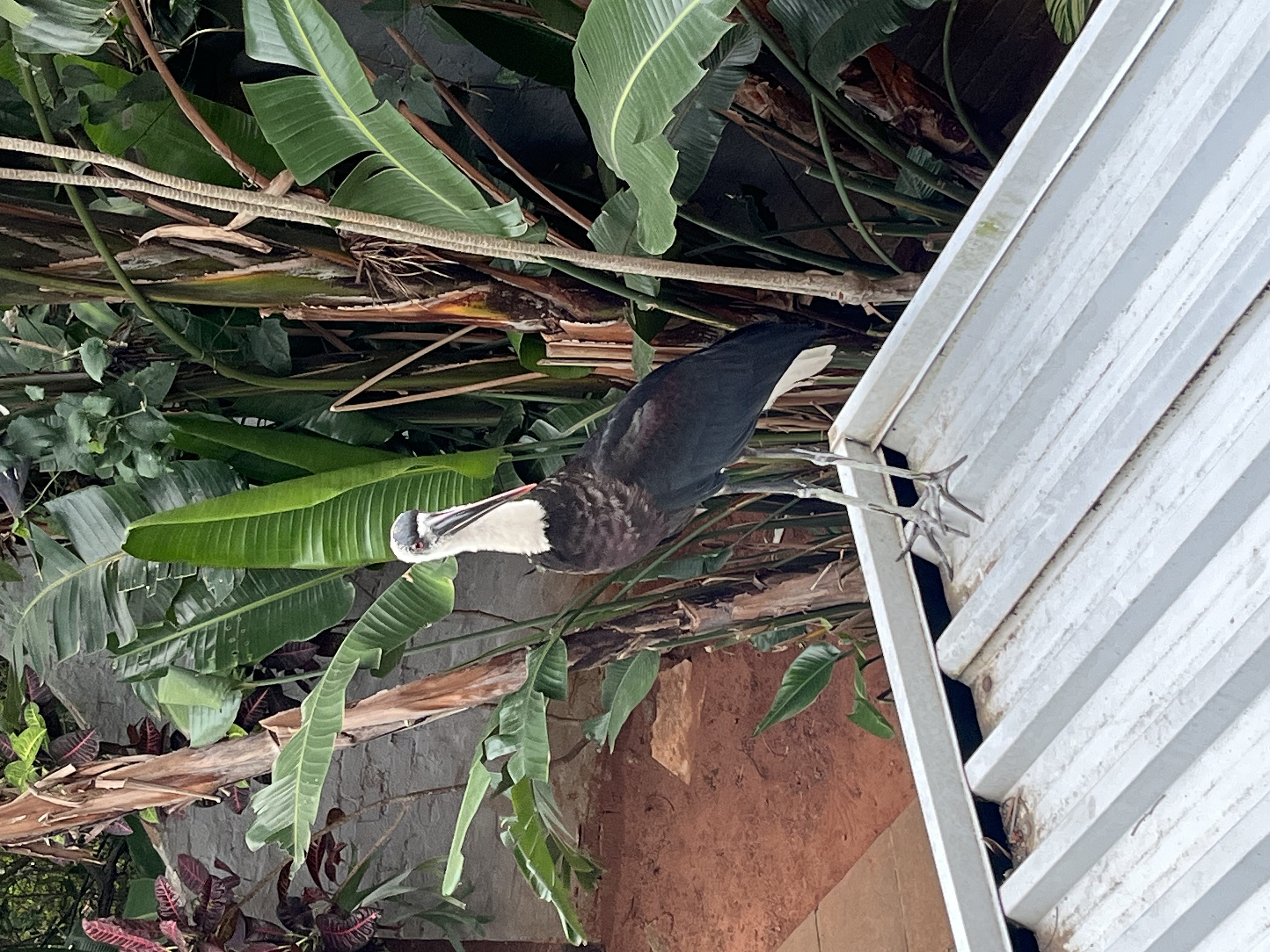 Woolly-necked Stork, photo 4 of 4