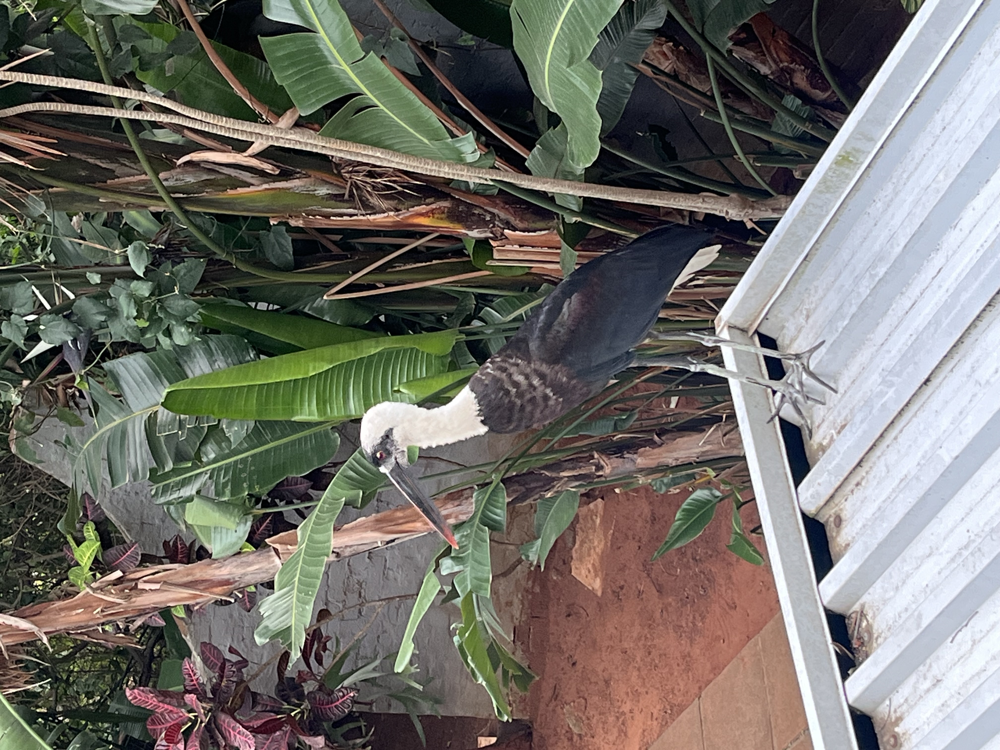 Woolly-necked Stork, photo 2 of 4