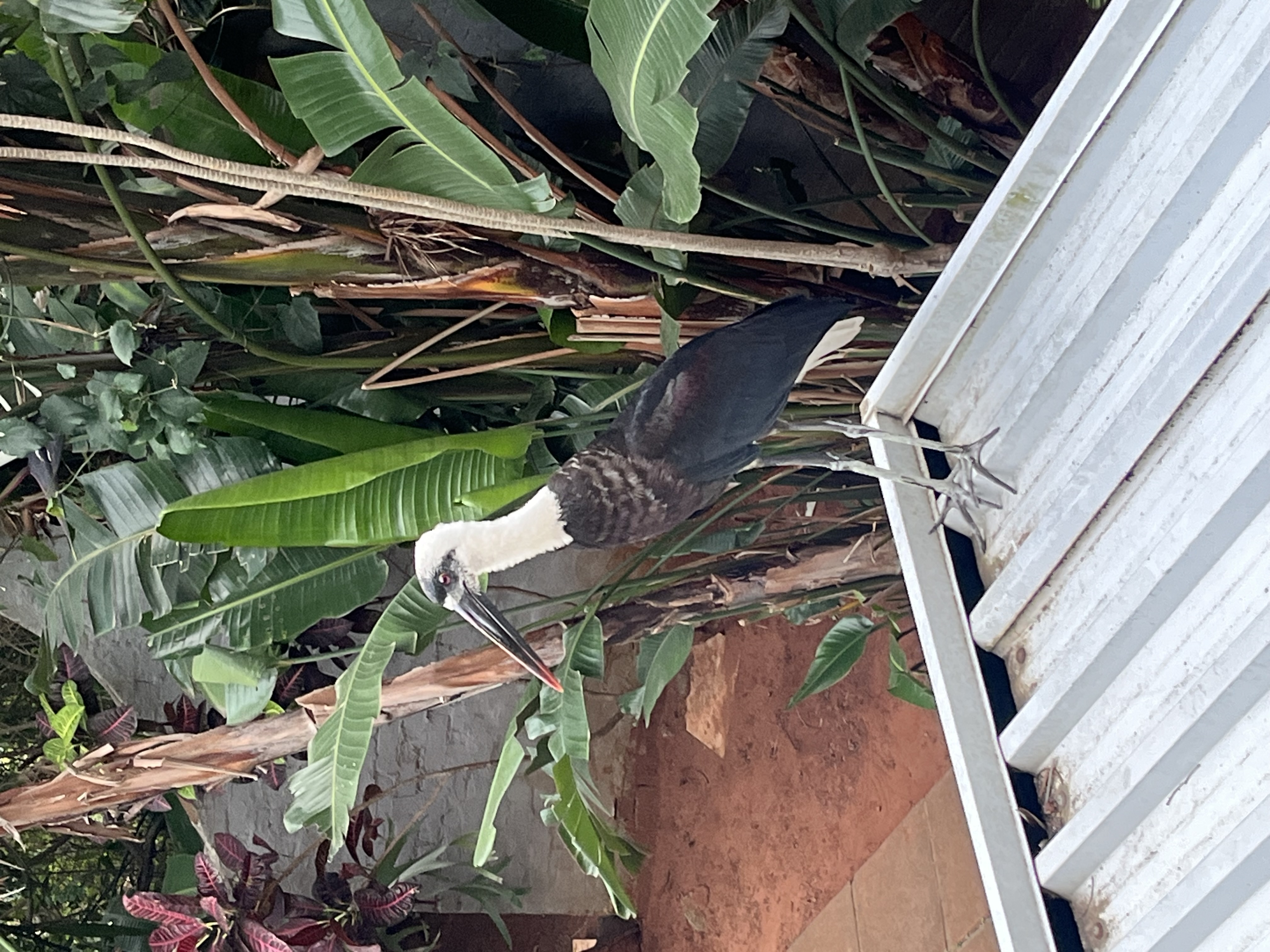 Woolly-necked Stork, photo 3 of 4