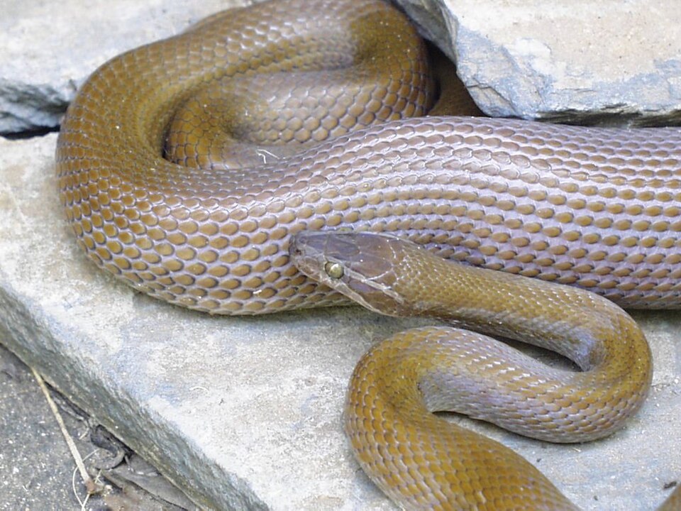 Brown House Snake