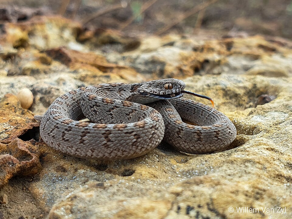Common Egg-eater