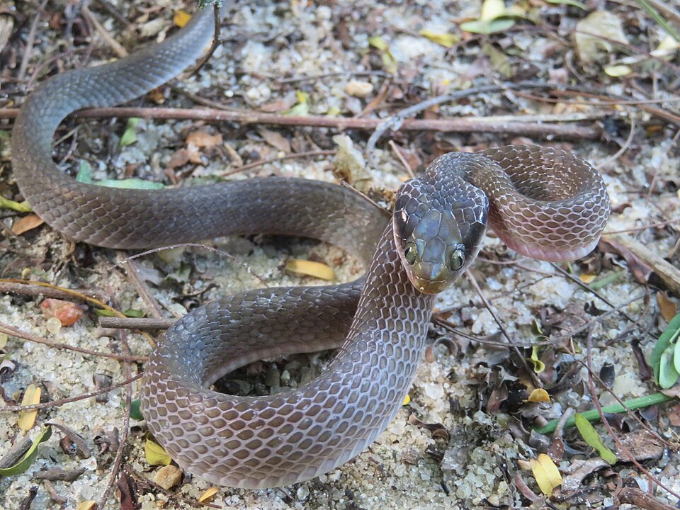 Herald Snake (Red-lipped Snake)