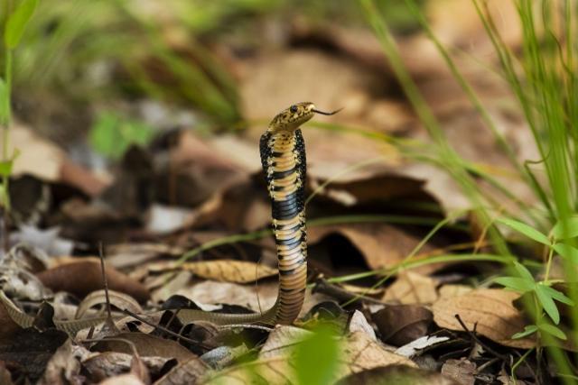 Mozambique Spitting Cobra