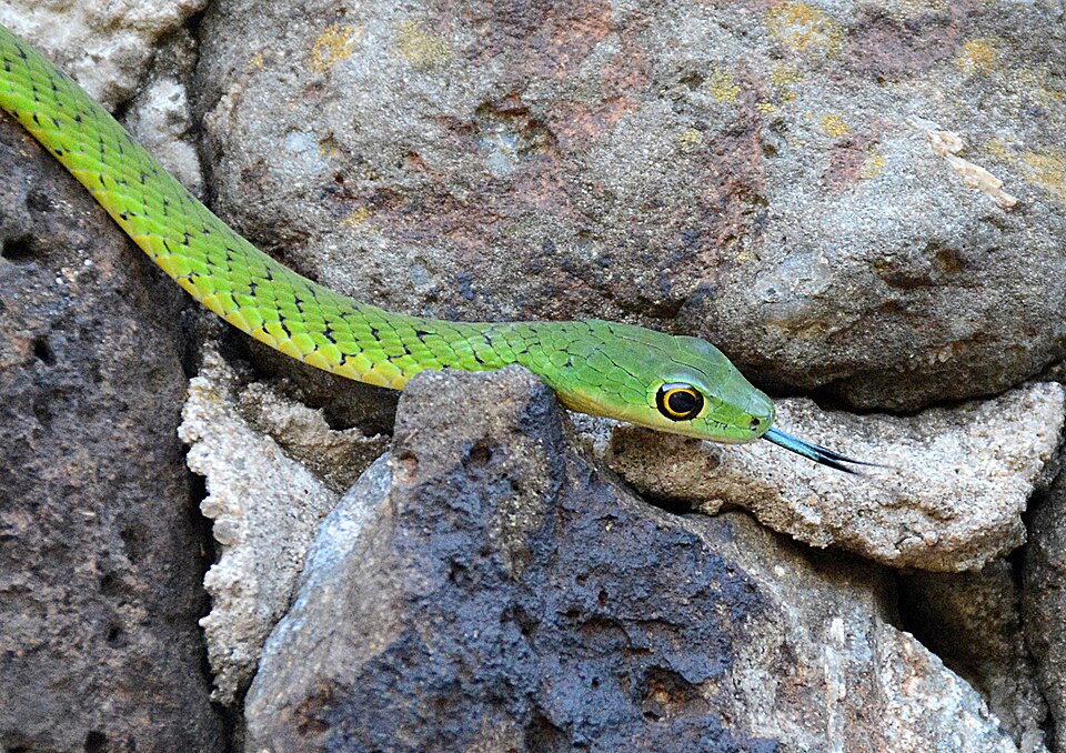 Natal Green Snake