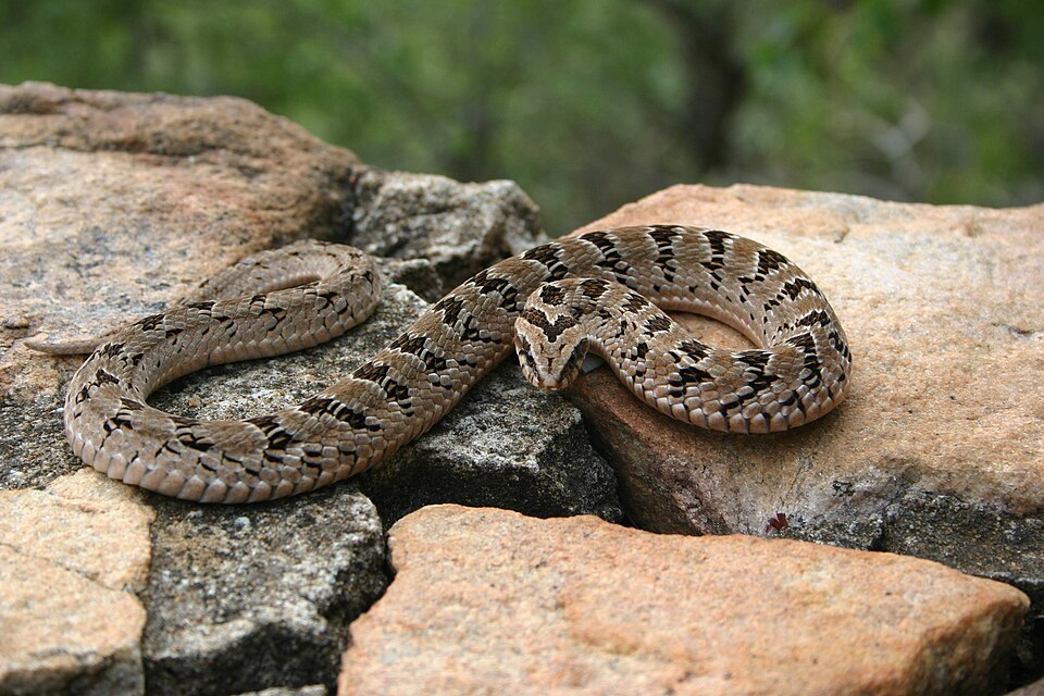 Rhombic Night Adder