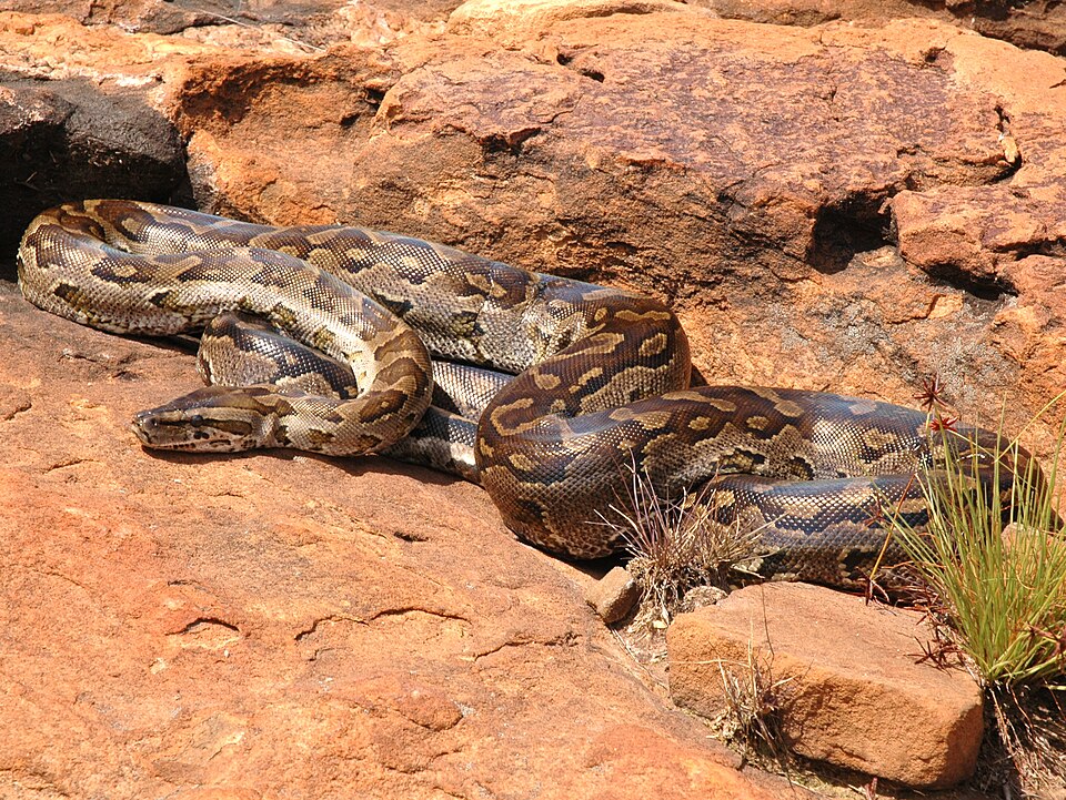 Southern African Python