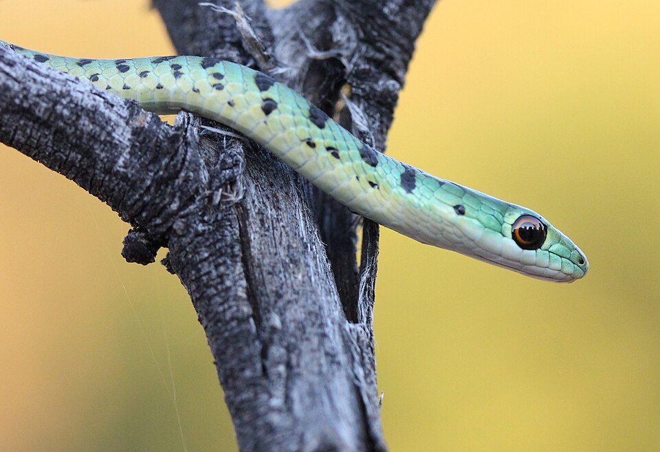 Spotted Bush Snake