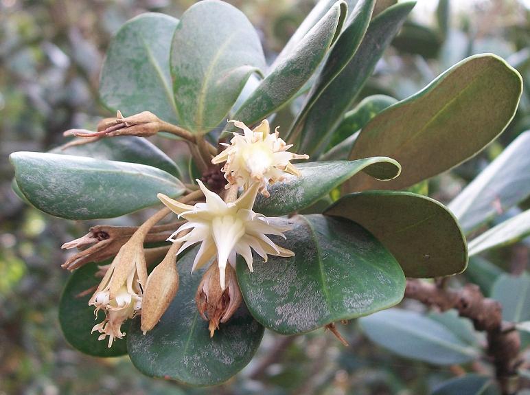 Coastal Red Milkwood
