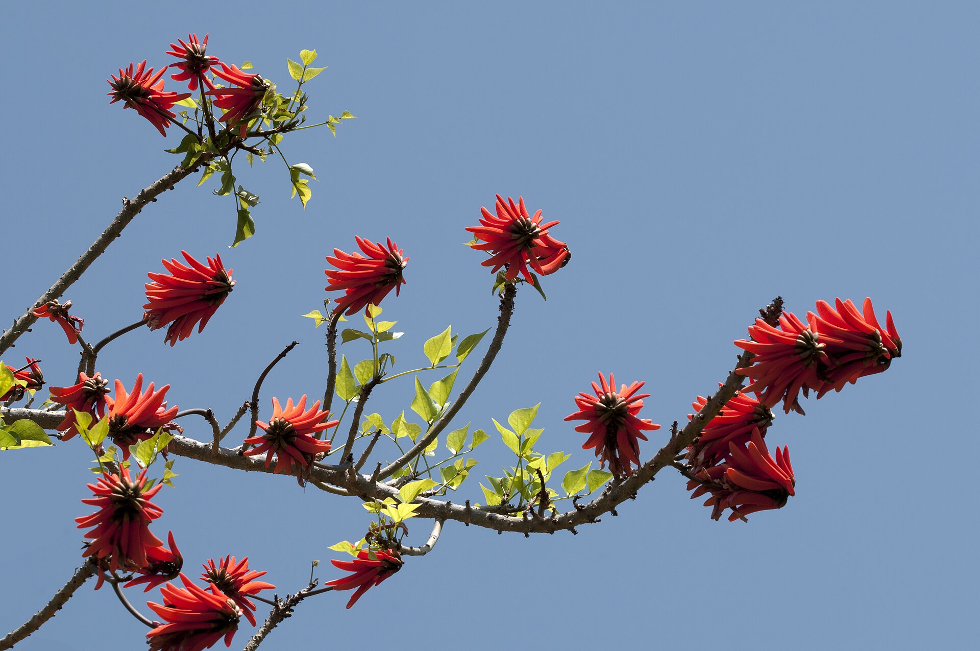 Common Coral Tree