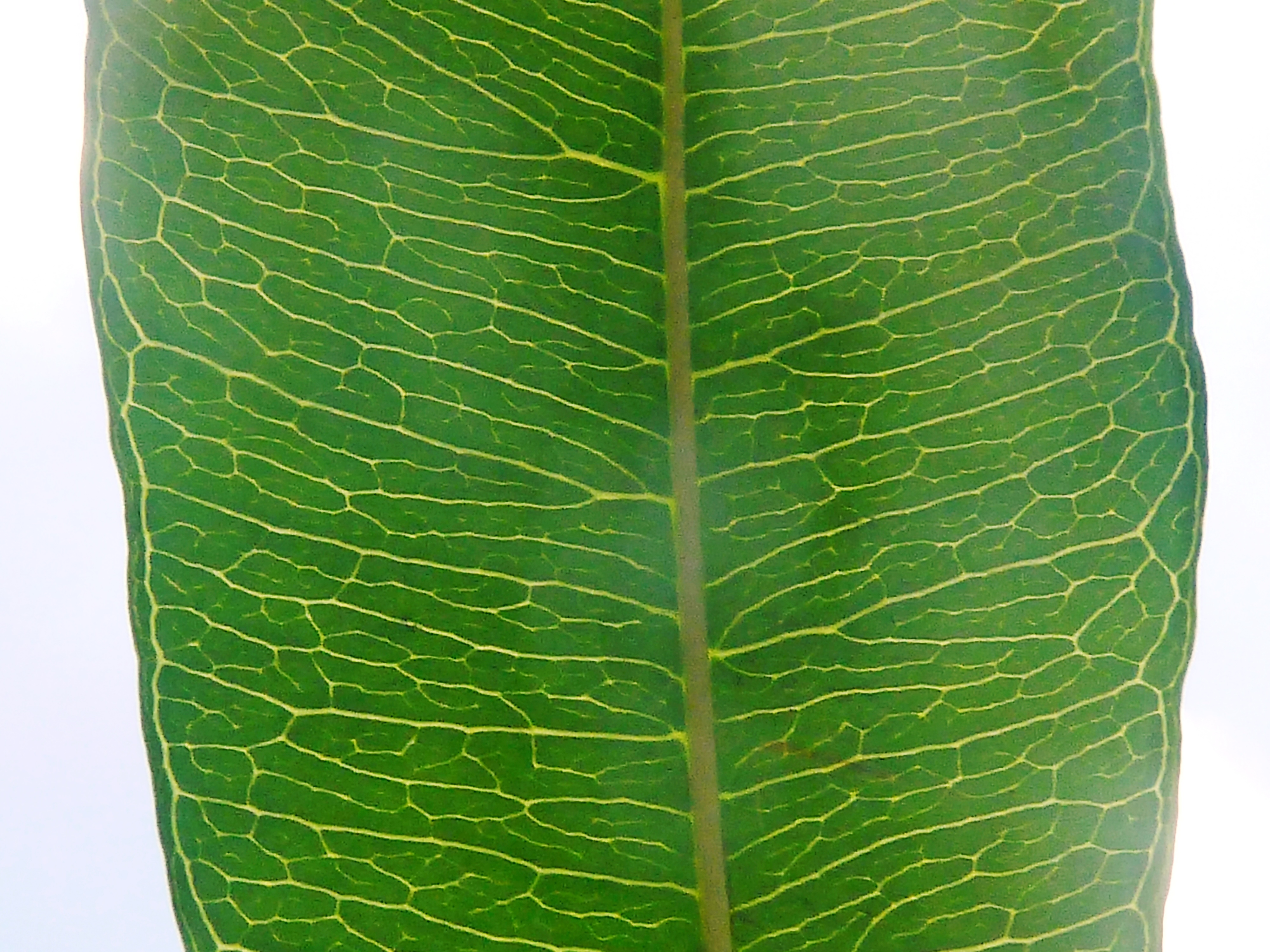 Fluted Milkwood