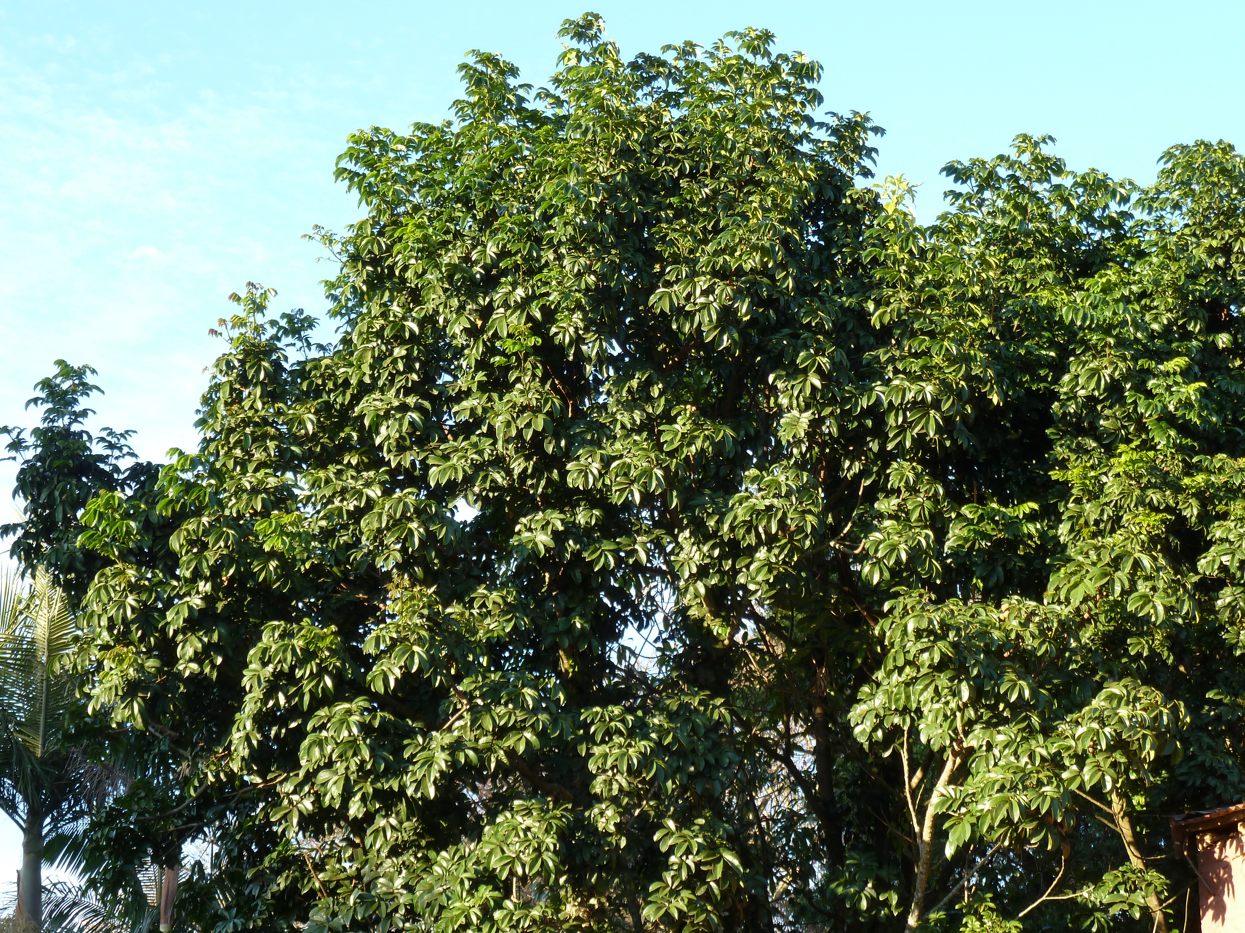 Forest Natal Mahogany