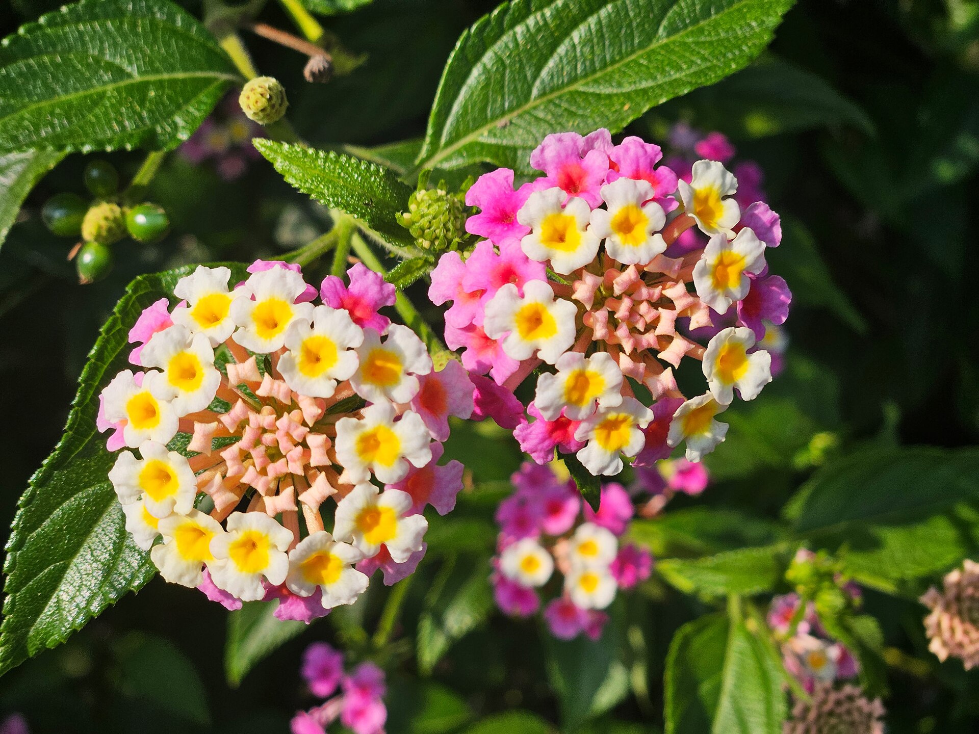 Lantana