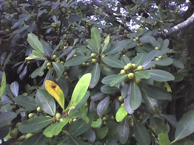 Natal Fig