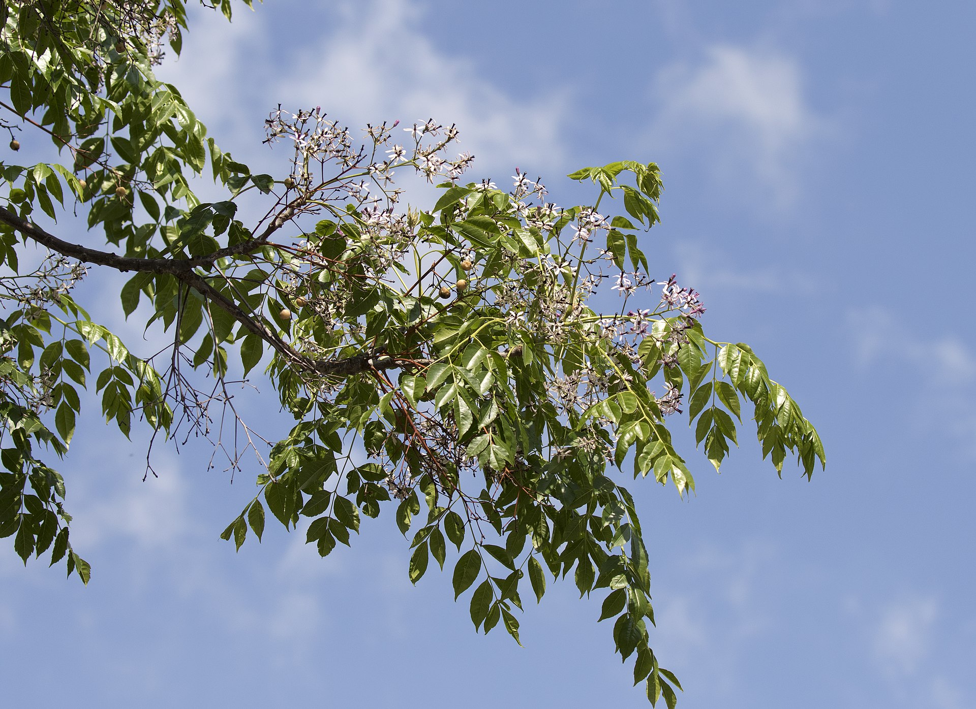 Syringa