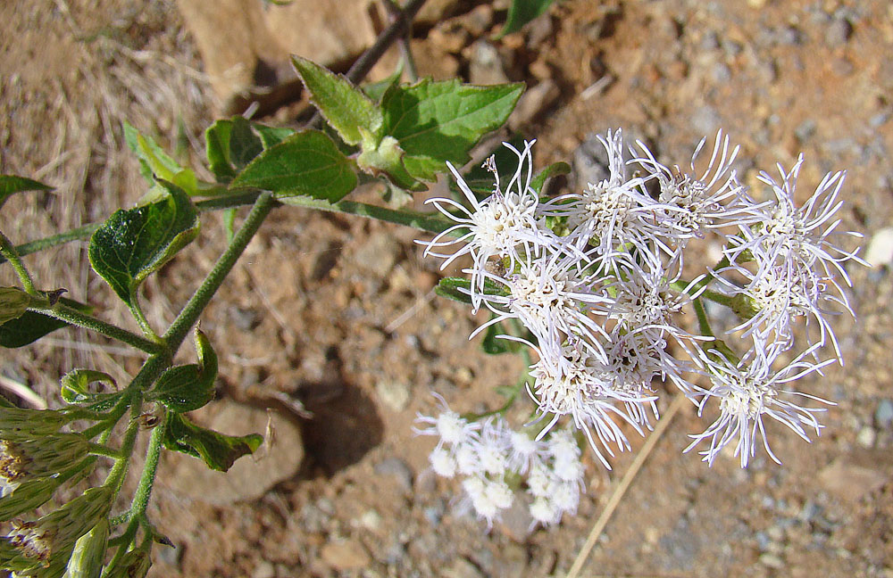 Triffid Weed