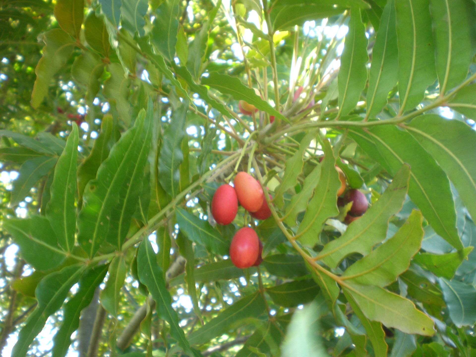 Wild Plum