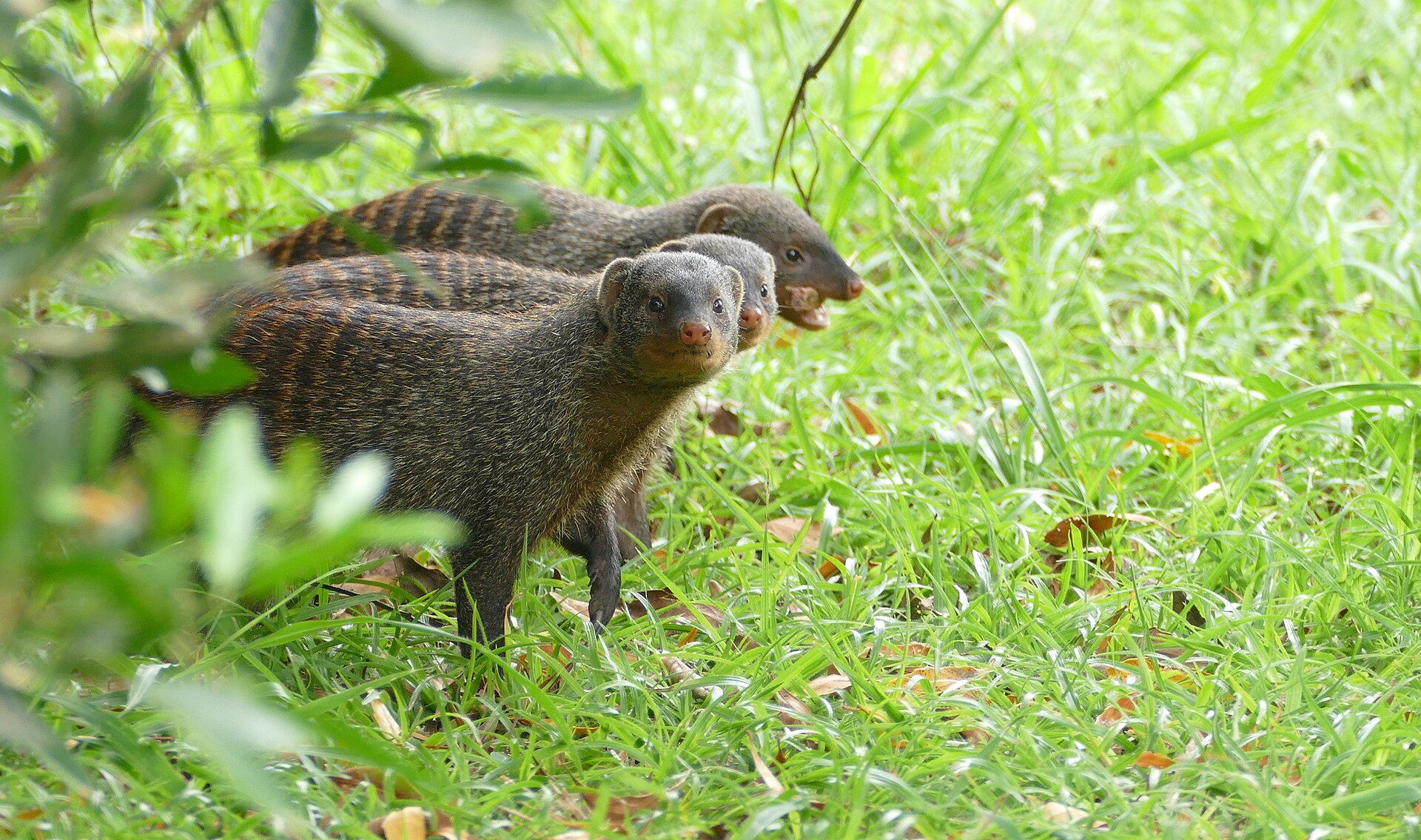 Banded Mongoose