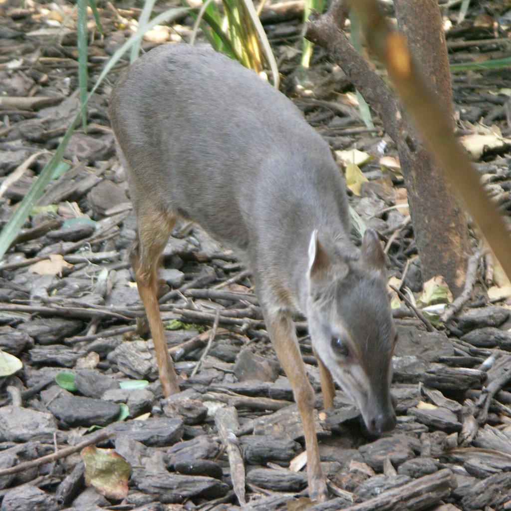 Blue Duiker
