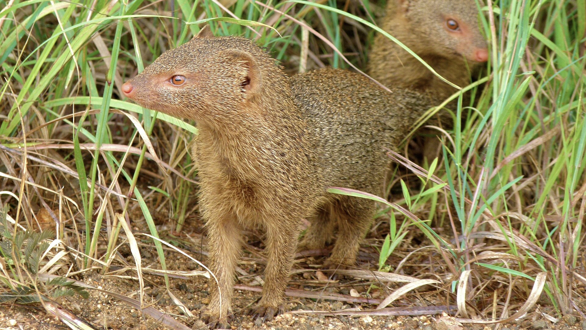 Slender Mongoose