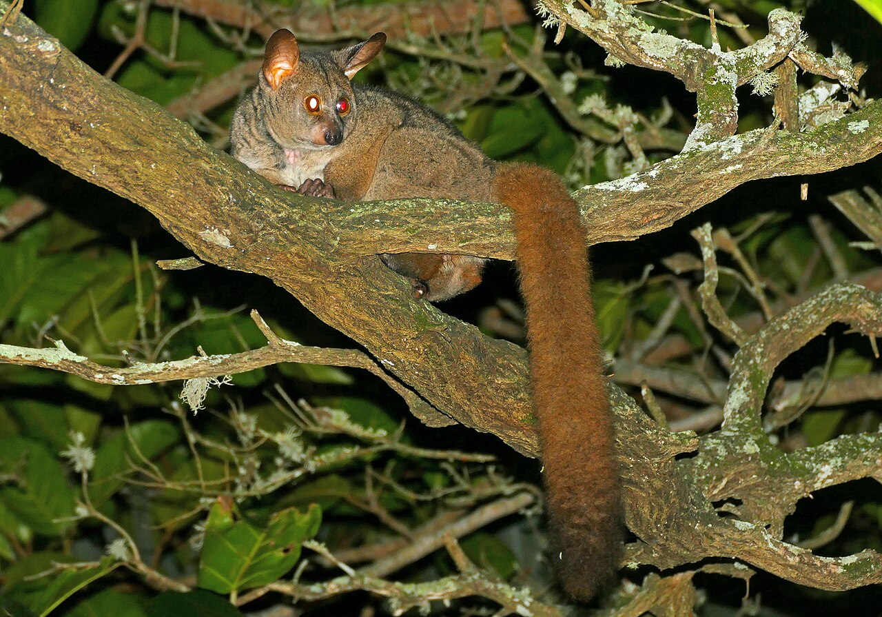 A thick-tailed bushbaby on a branch at night, showing its large eyes, big ears and thick bushy tail