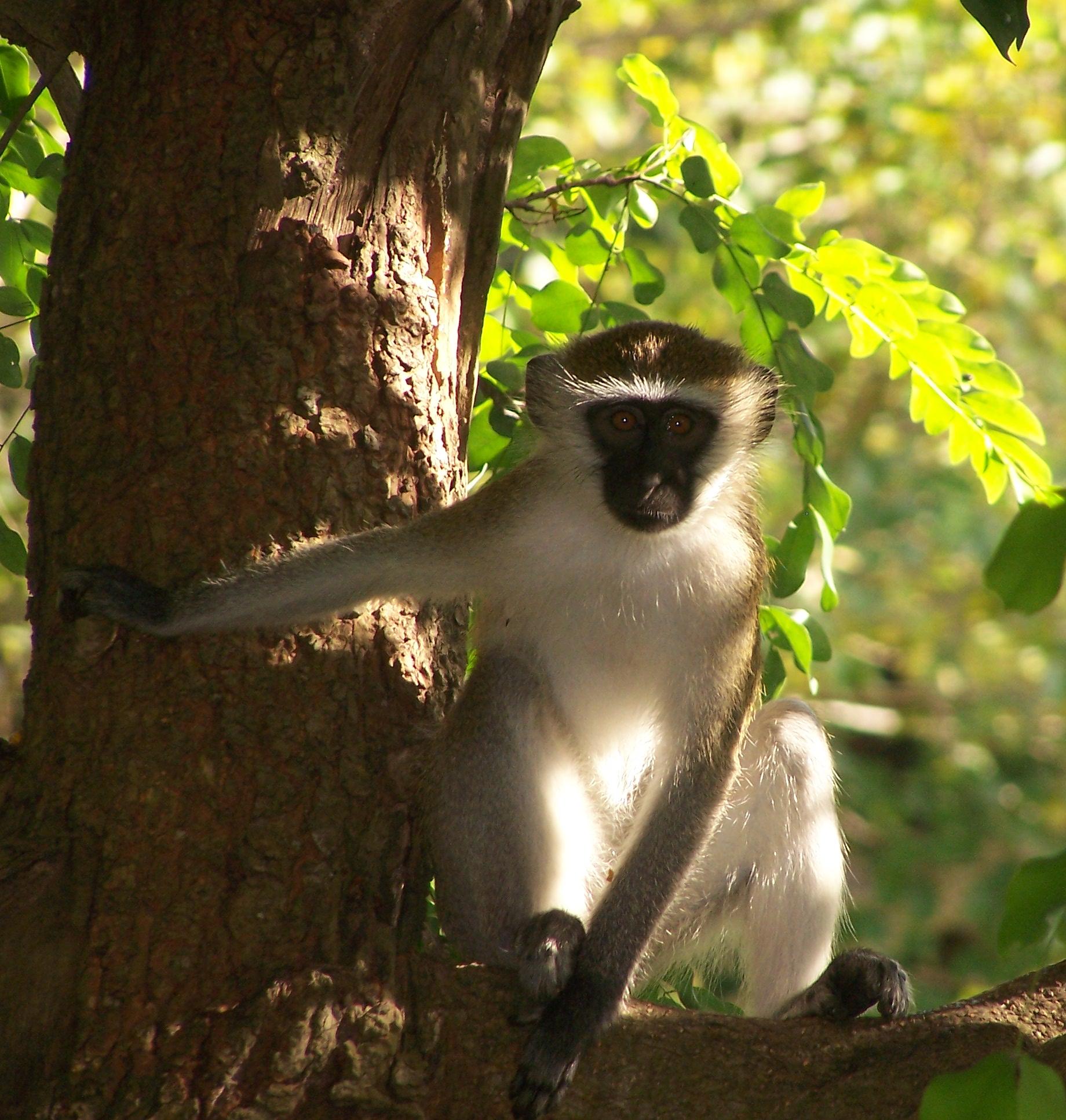 Vervet monkey