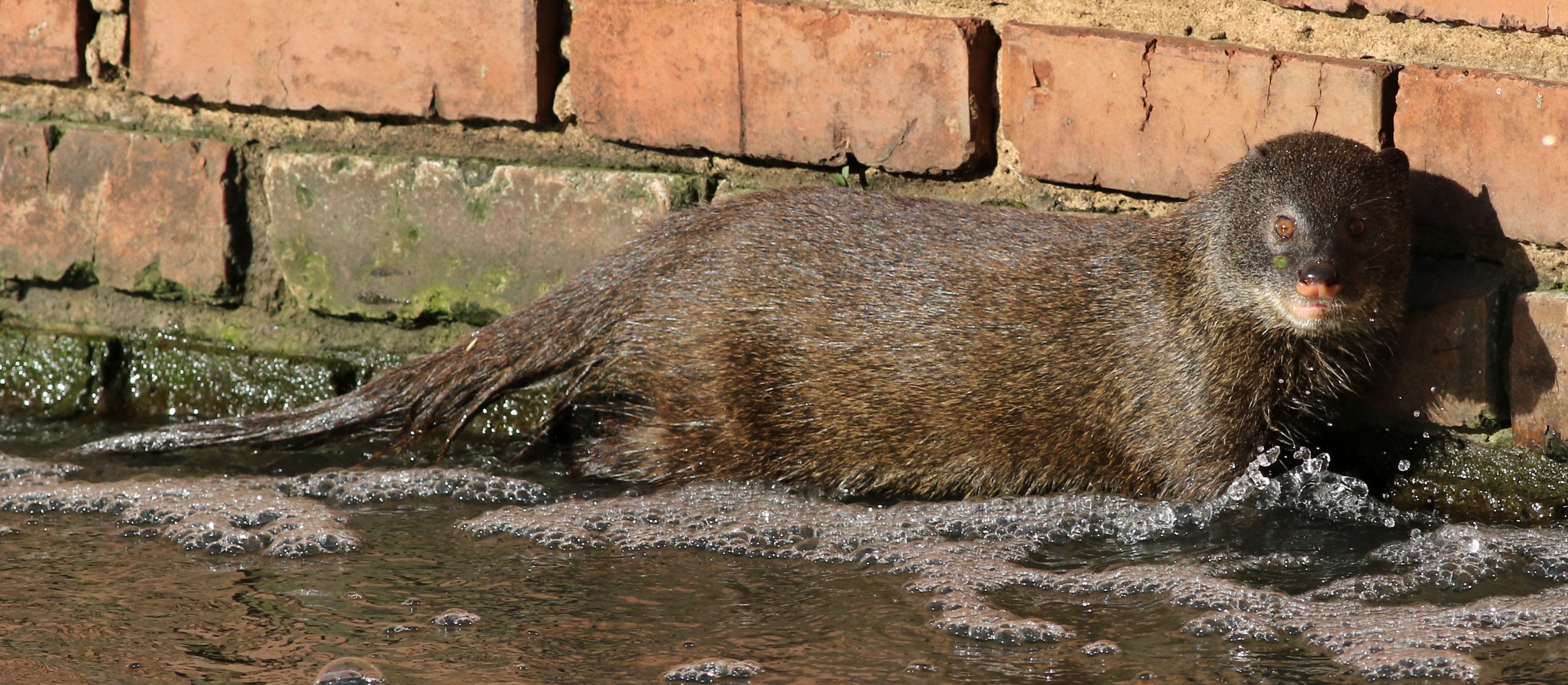 Water Mongoose